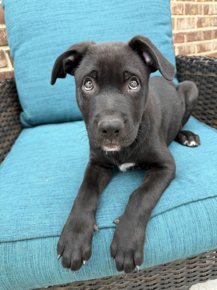 Baxter