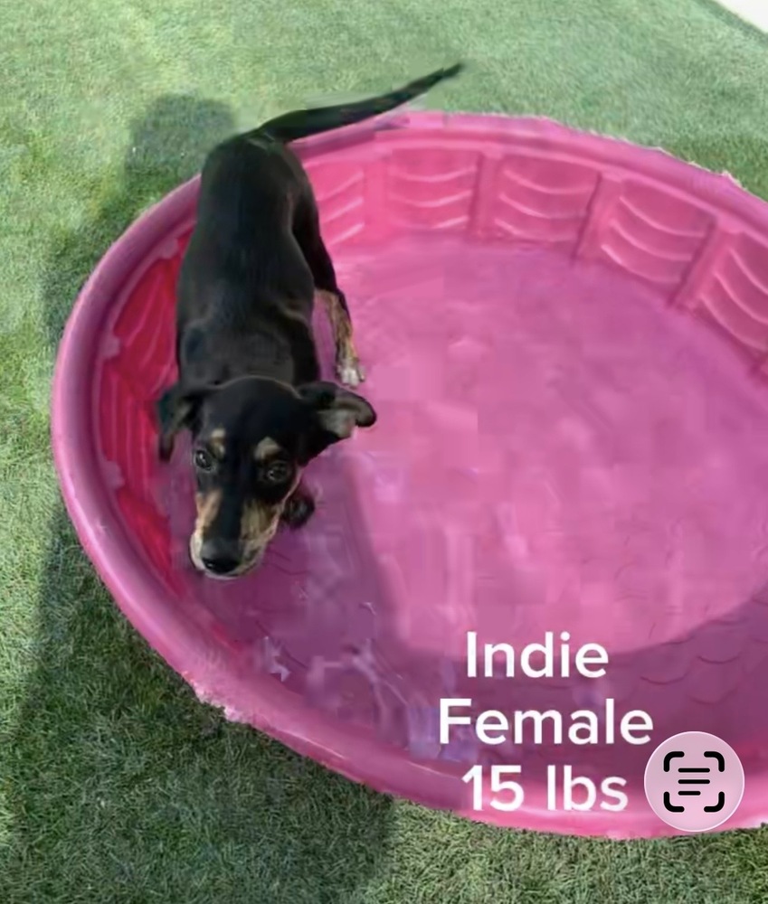 Indie