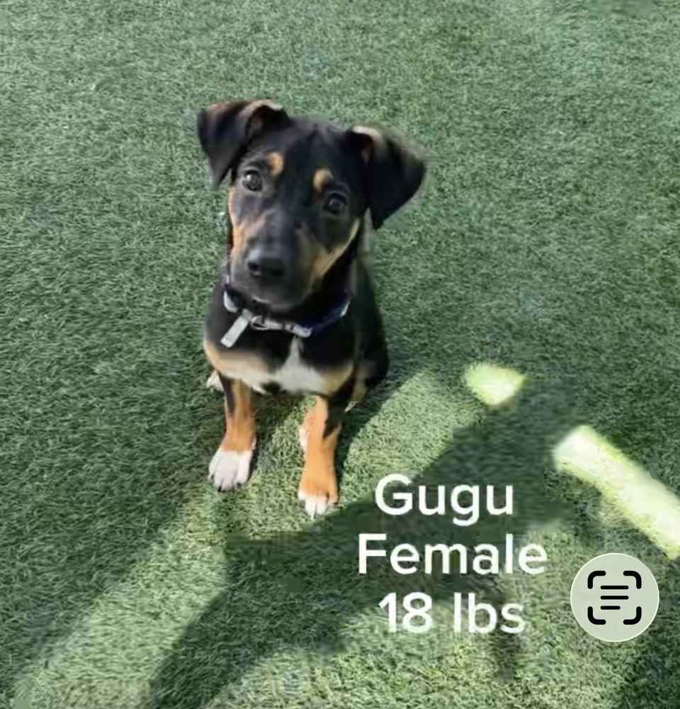 Photo of Gugu
