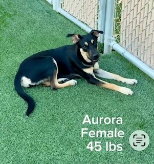Photo of Aurora