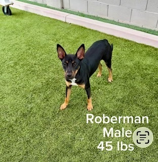 Photo of Roberman