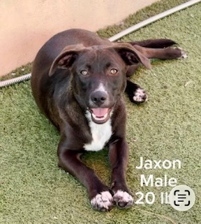 Photo of Jaxon