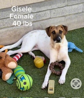 Photo of Gisele
