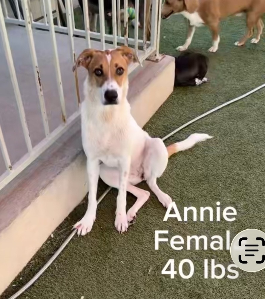 Anne