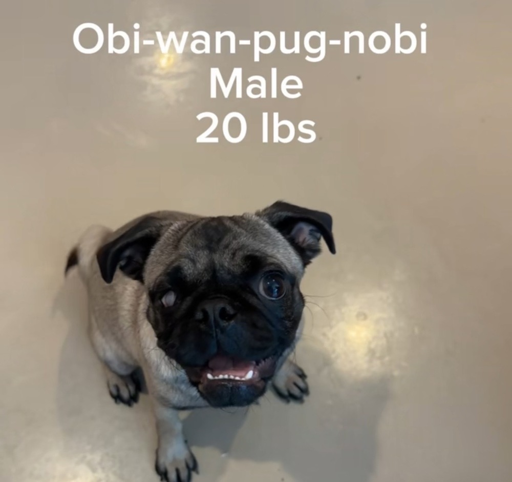 Photo of Obi Won Pugnobi