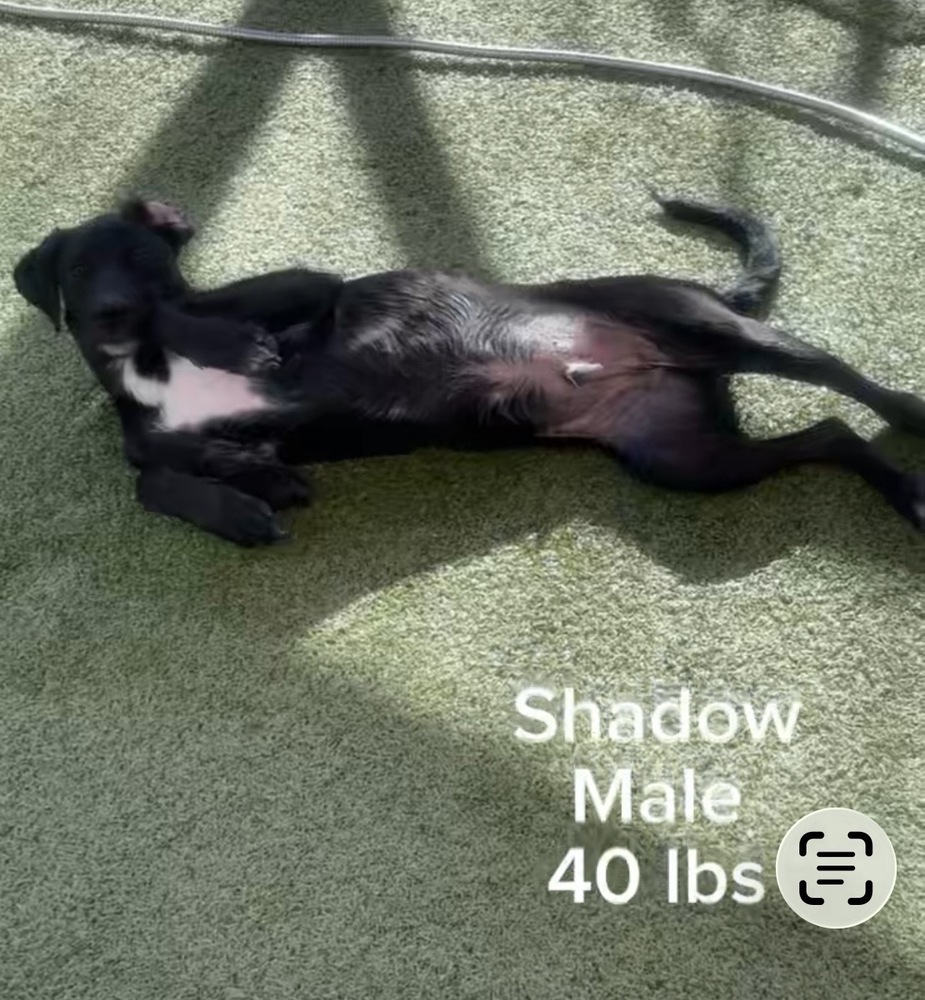 Photo of Shadow