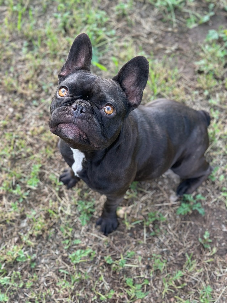 Photo of Midnight, adoptable French Bulldog in Oak Bluffs, Massachusetts