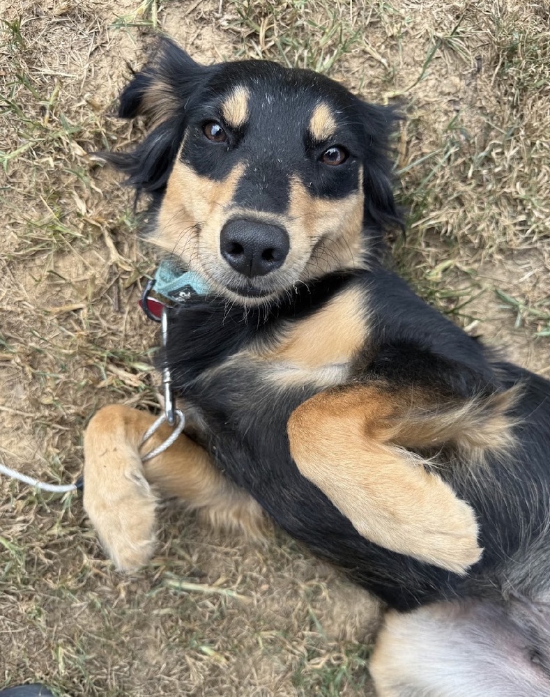 Teddi
