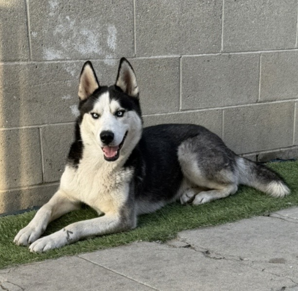 Milo, Husky/Siberian Husky