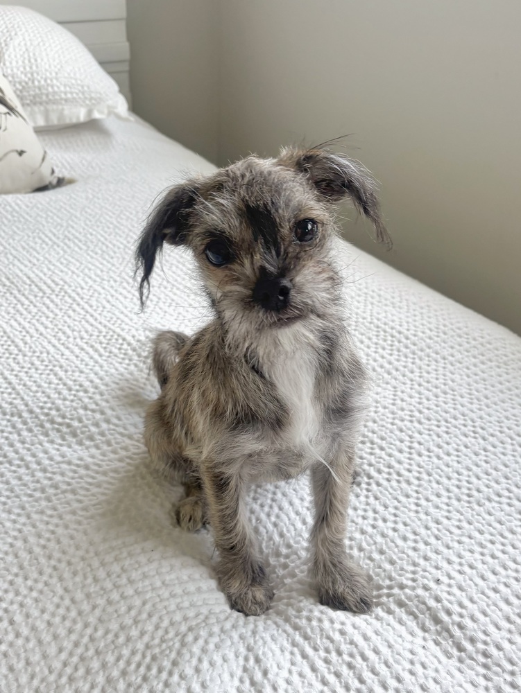 Macaroon (Rooney), Shih Tzu/Pug
