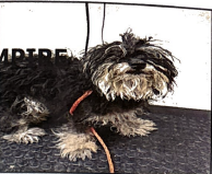 PRISCILLA, Yorkie, Yorkshire Terrier