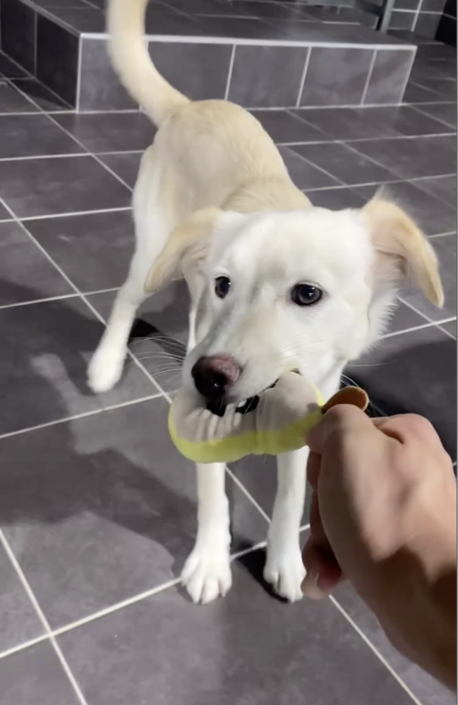 Cotton, Jindo