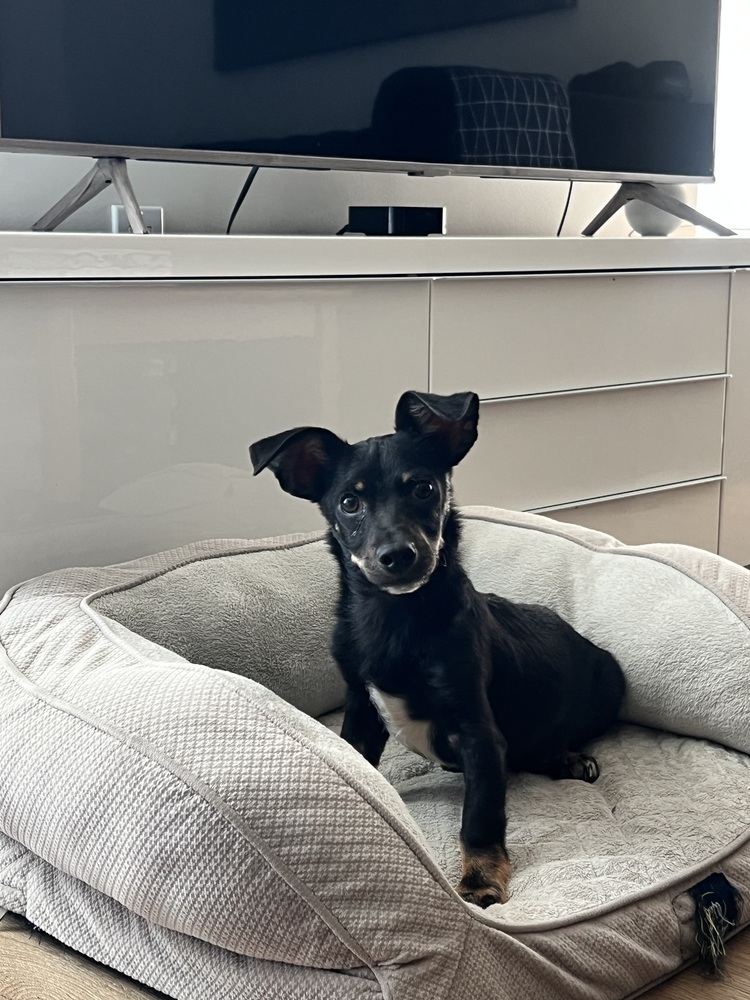 Bert, Miniature Dachshund/Chihuahua