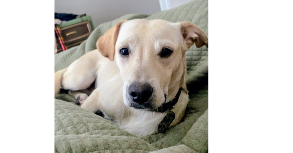 Noble Paws: Neil