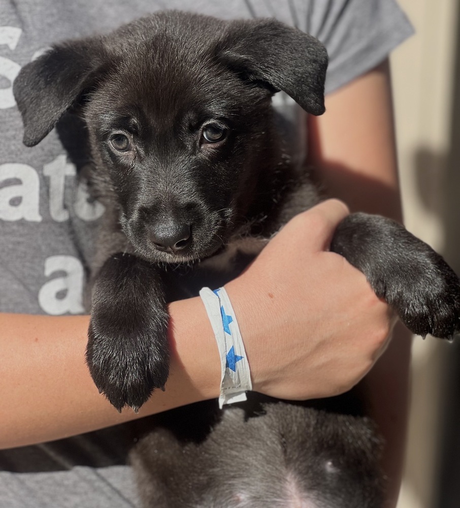 Photo of Moxie, adoptable German Shepherd Dog in Dana Point, California