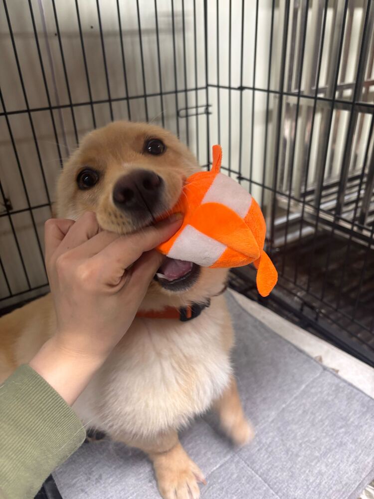 Cozy, Jindo