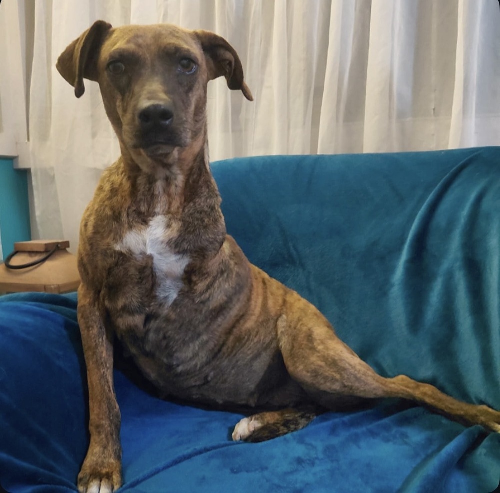 Coconut, Plott Hound