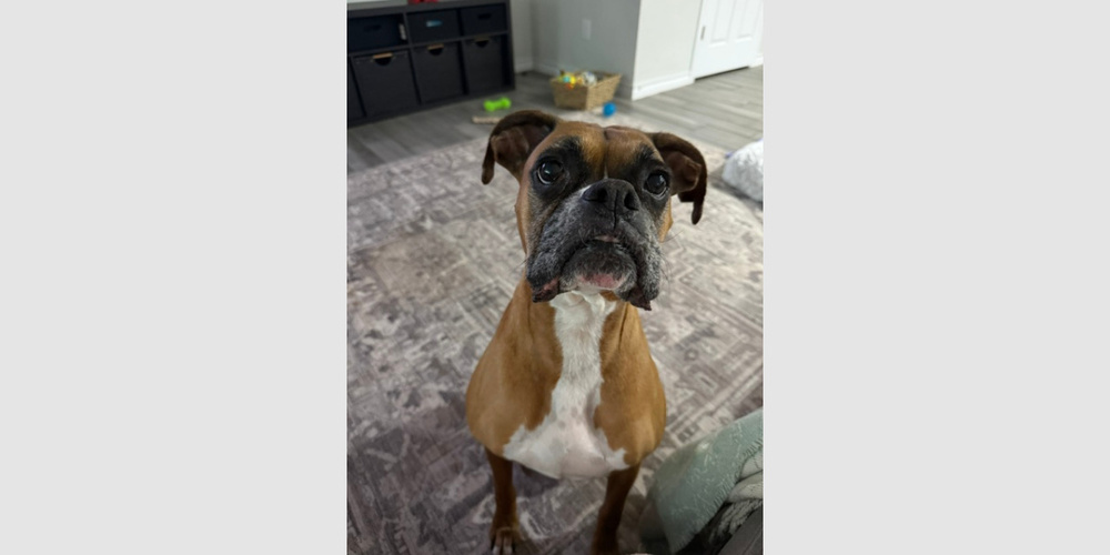 Photo of PacMan - ABR Return, adoptable Boxer in Austin, Texas