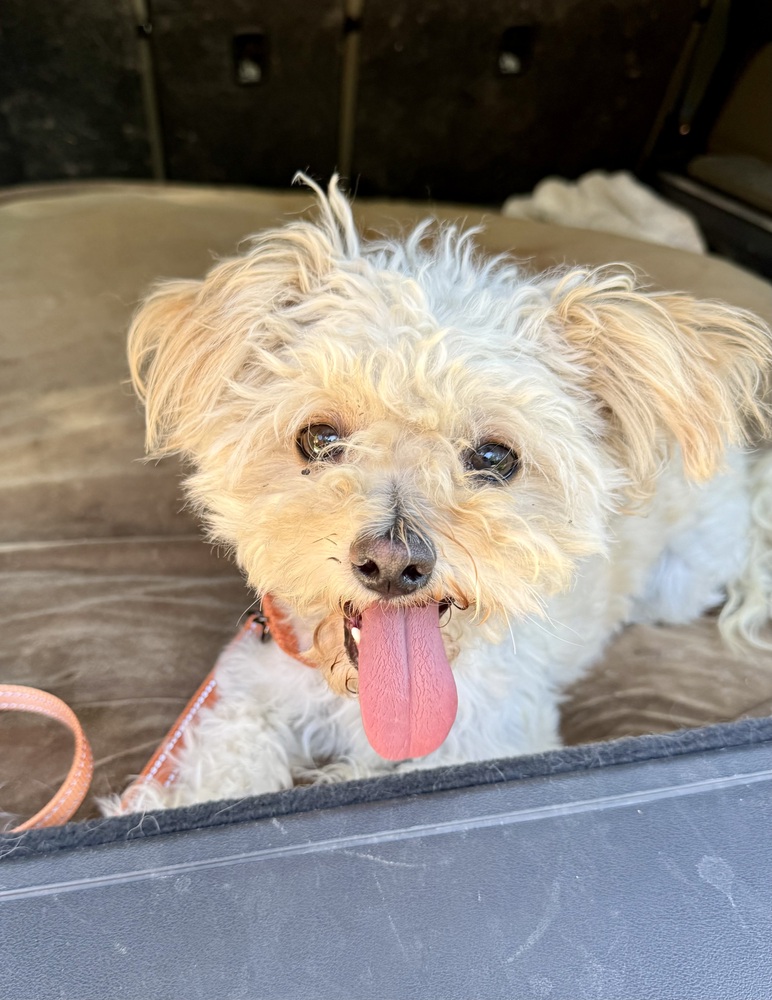 Elsie, Maltese