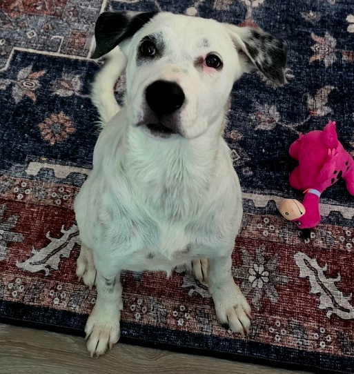 Cici