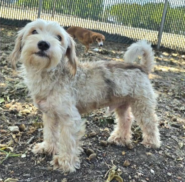 Beni *FOSTER / FOSTER-TO-ADOPT *