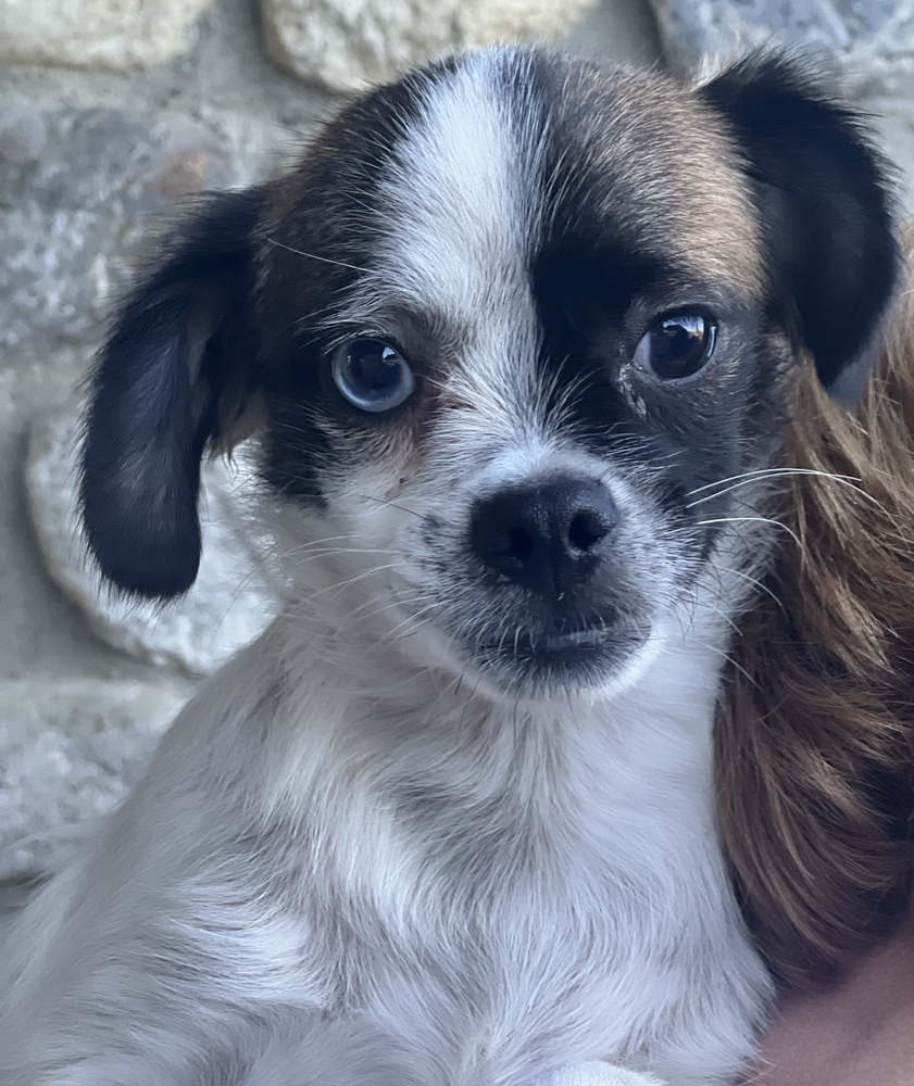 Photo of Buster, adoptable Terriers (Small) in Dana Point, California