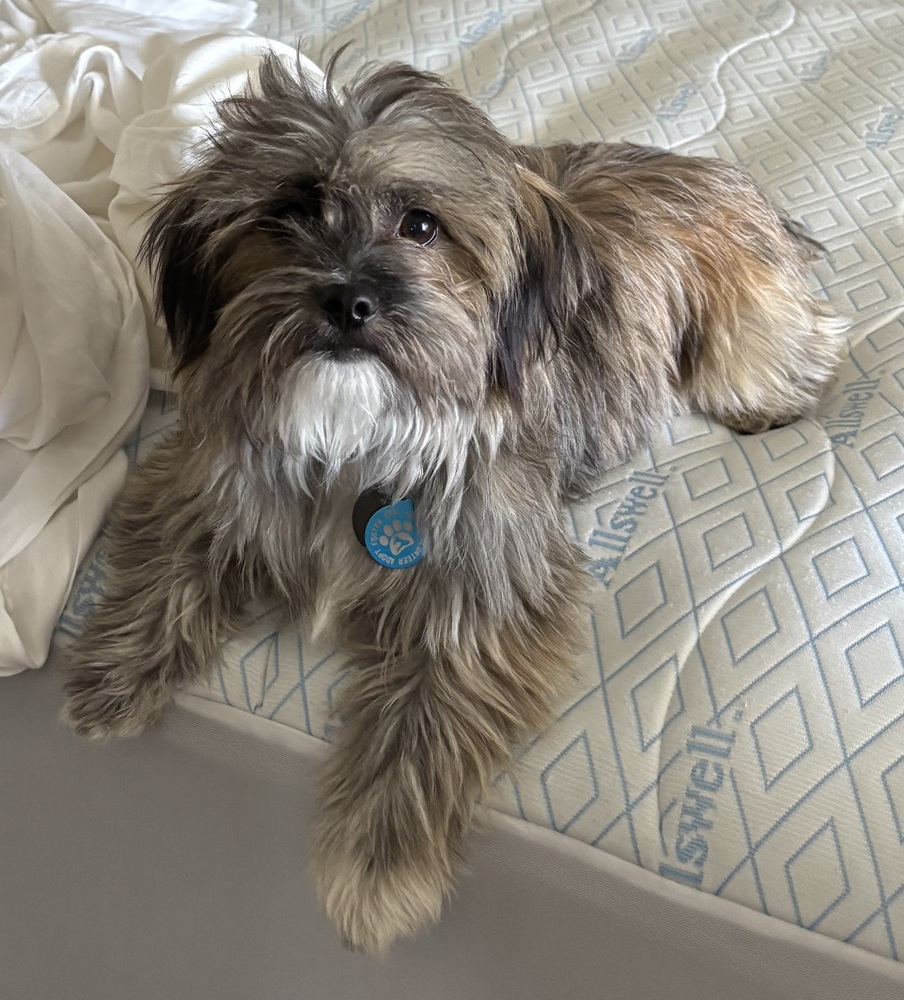 Photo of Jax, adoptable Havanese in Dana Point, California