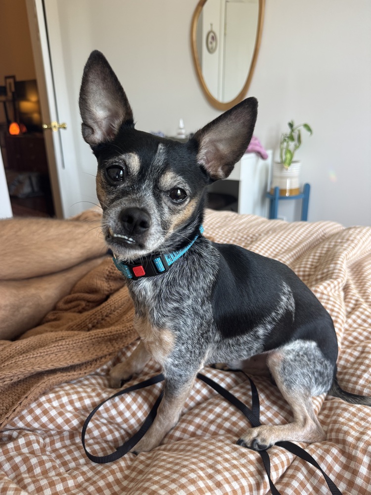 Max, Chihuahua Mix