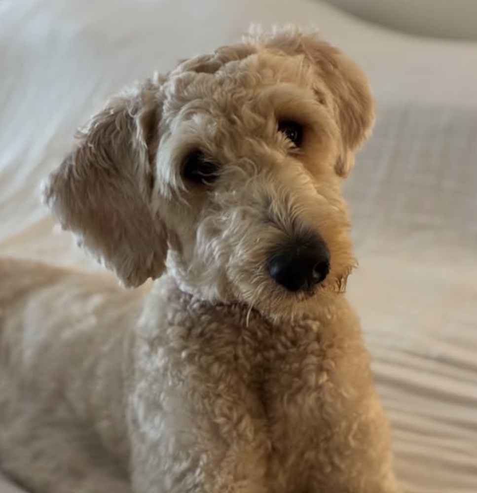 Photo of Wally, adoptable Poodle (Standard) in Brooklyn, New York
