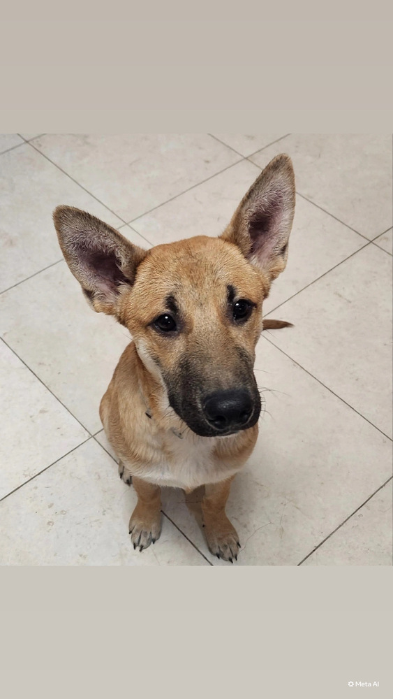 Koda