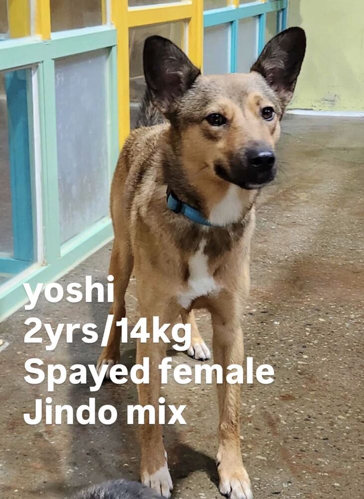 Yoshi, Jindo