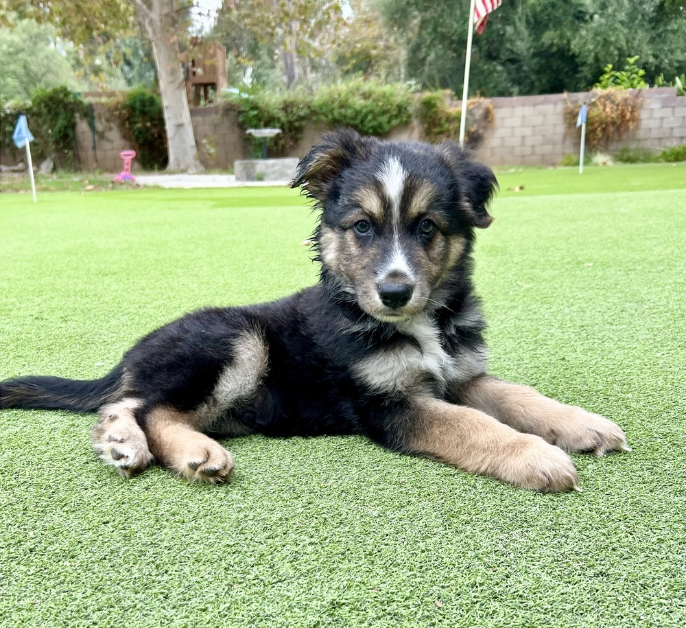Photo of Murphy, adoptable German Shepherd Dog in Dana Point, California