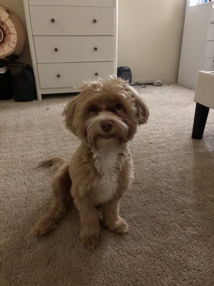 Kairo, Maltese / Poodle (Miniature)