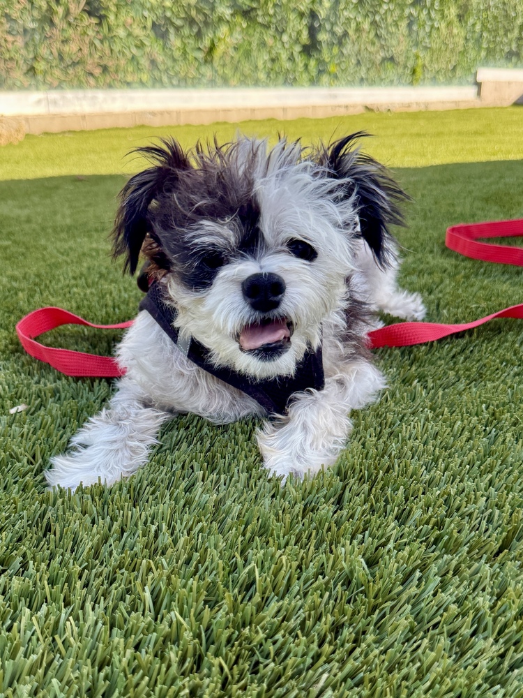 Ruthie, Terriers (Small)