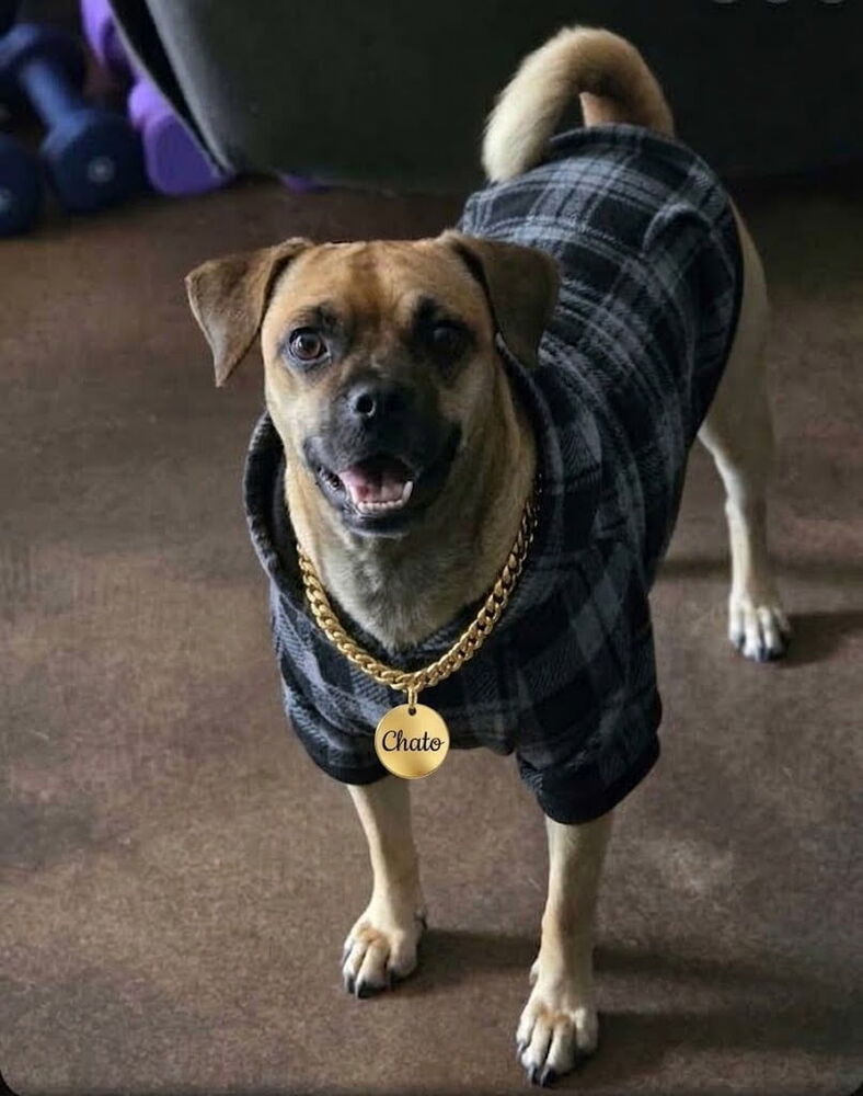 Photo of Chato