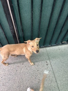 Photo of Toffee