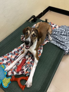 Photo of Diesel
