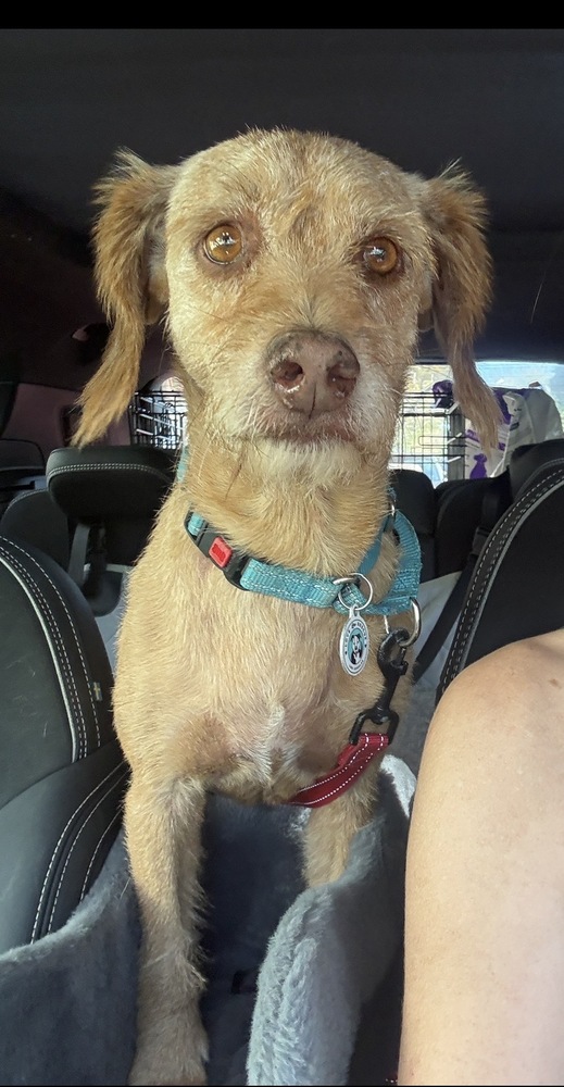 Max, Terriers (Medium)