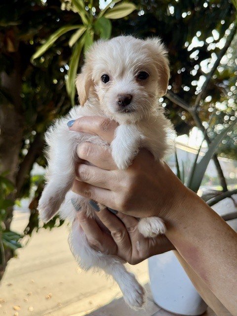 Jasmine