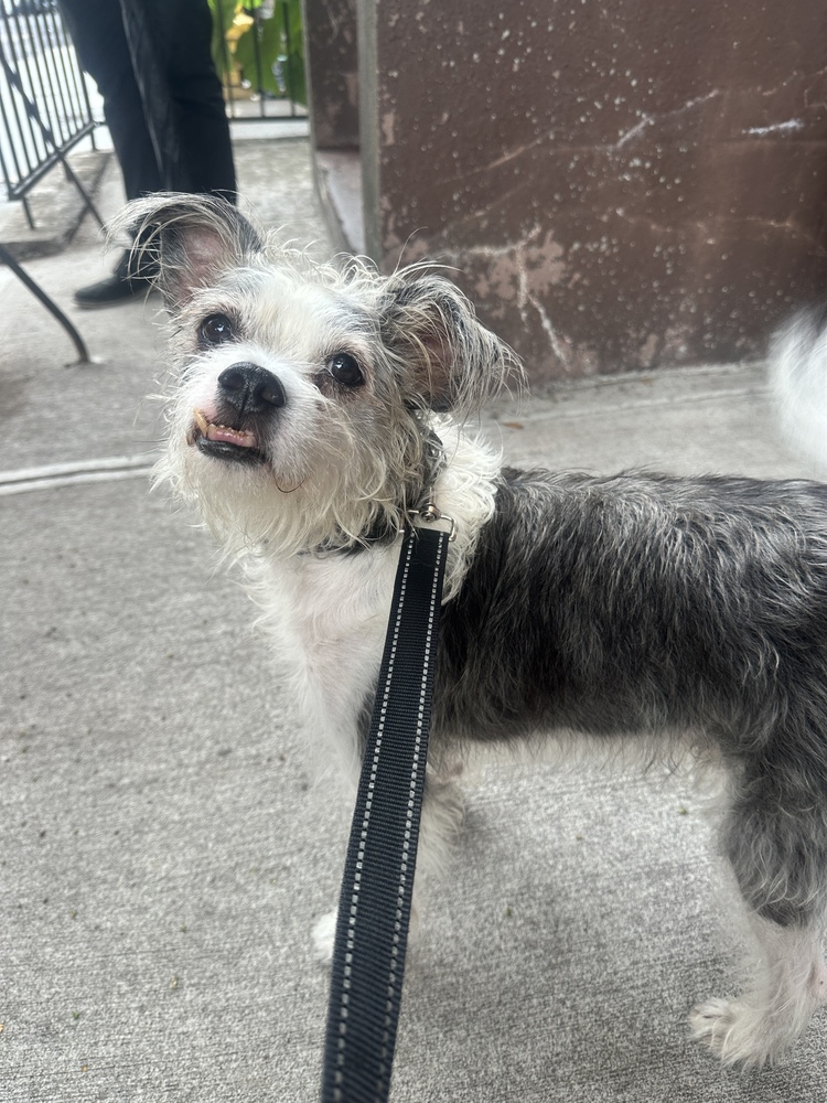 Ringo *Foster / Foster-to-Adopt*