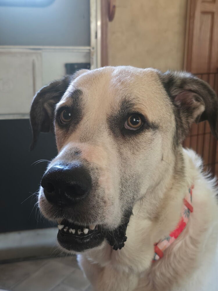 Darla