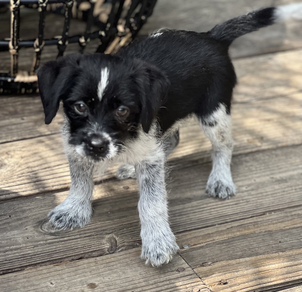 Photo of Rook, adoptable Terriers (Small) in Dana Point, California