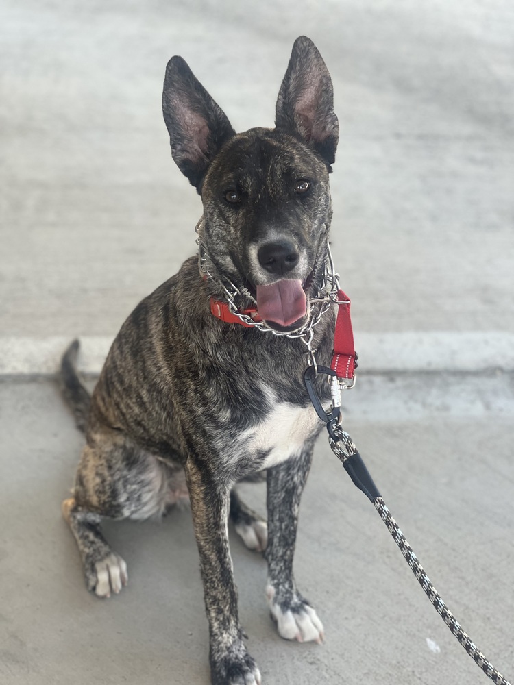 Photo of Coco, adoptable Dutch Shepherd in Dana Point, California