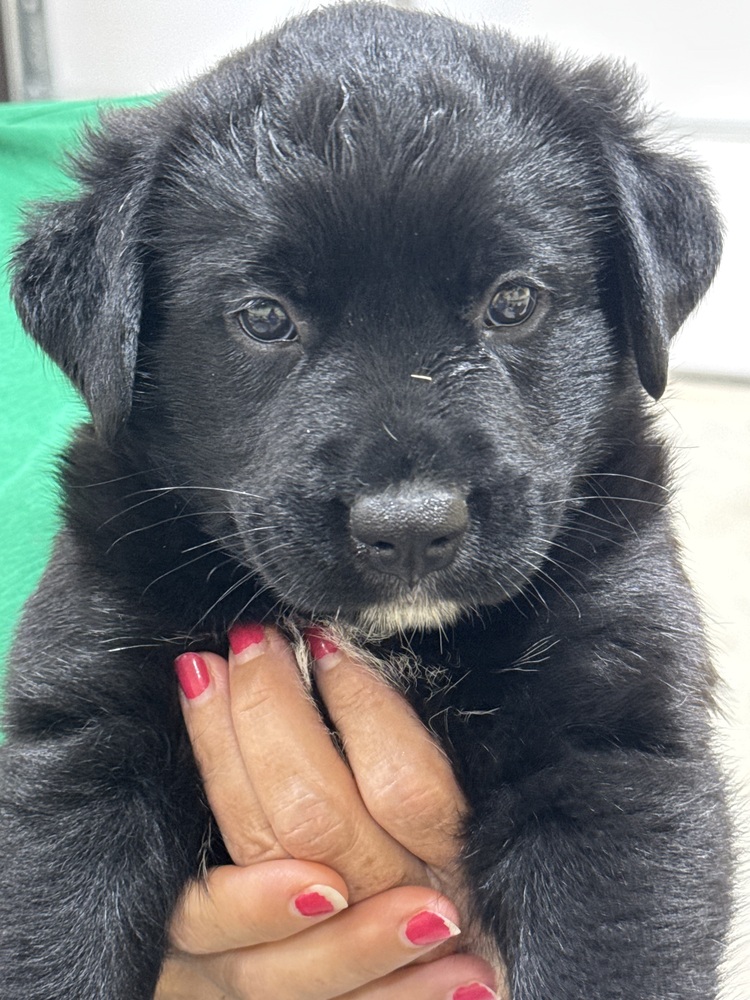 Ruby's Final 7: Shiloh
