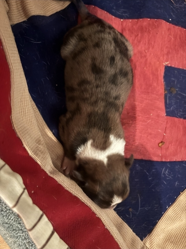 Photo of Big Bend - ABR Return, adoptable Boxer in Austin, Texas