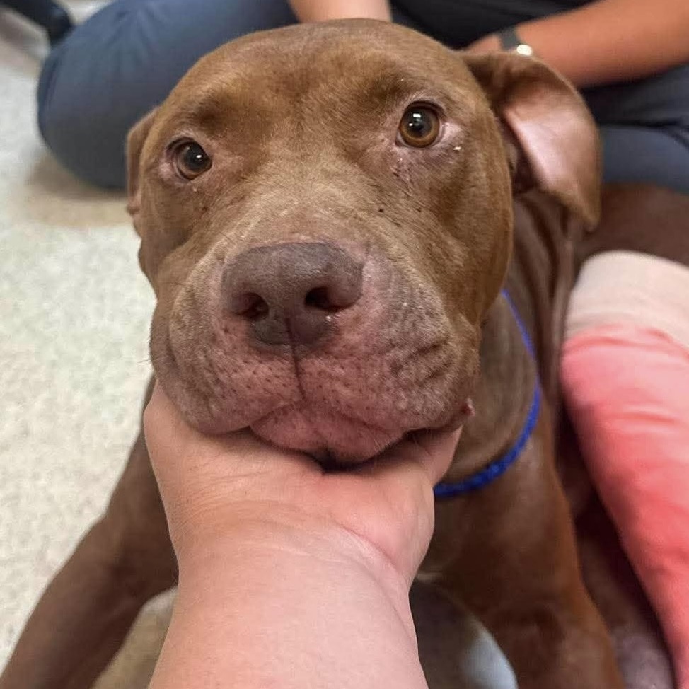 Zigrietta, American Staffordshire Terrier/Mixed Breed