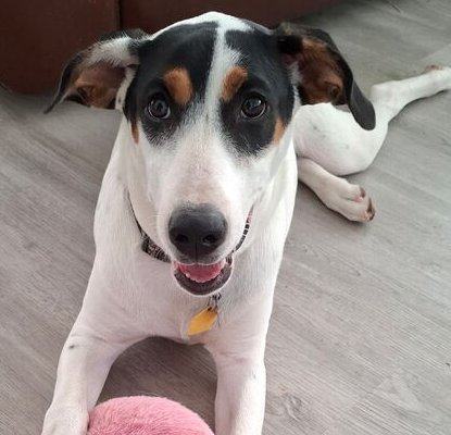 Nala