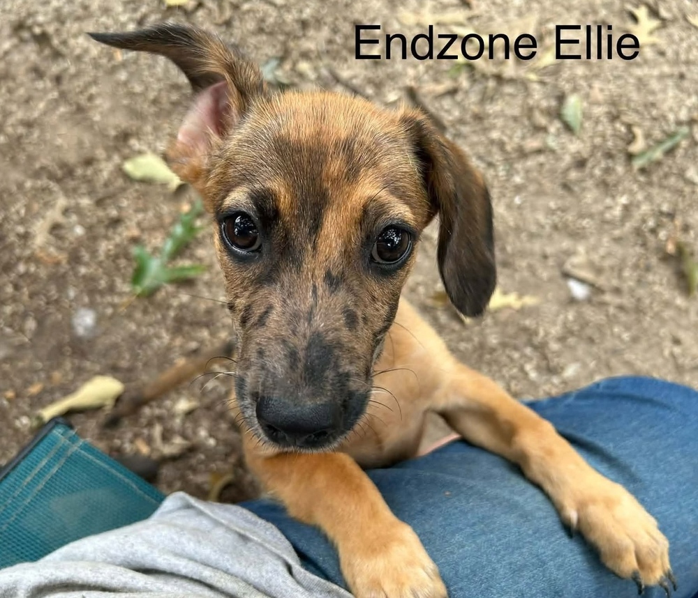 Endzone Ellie (p)