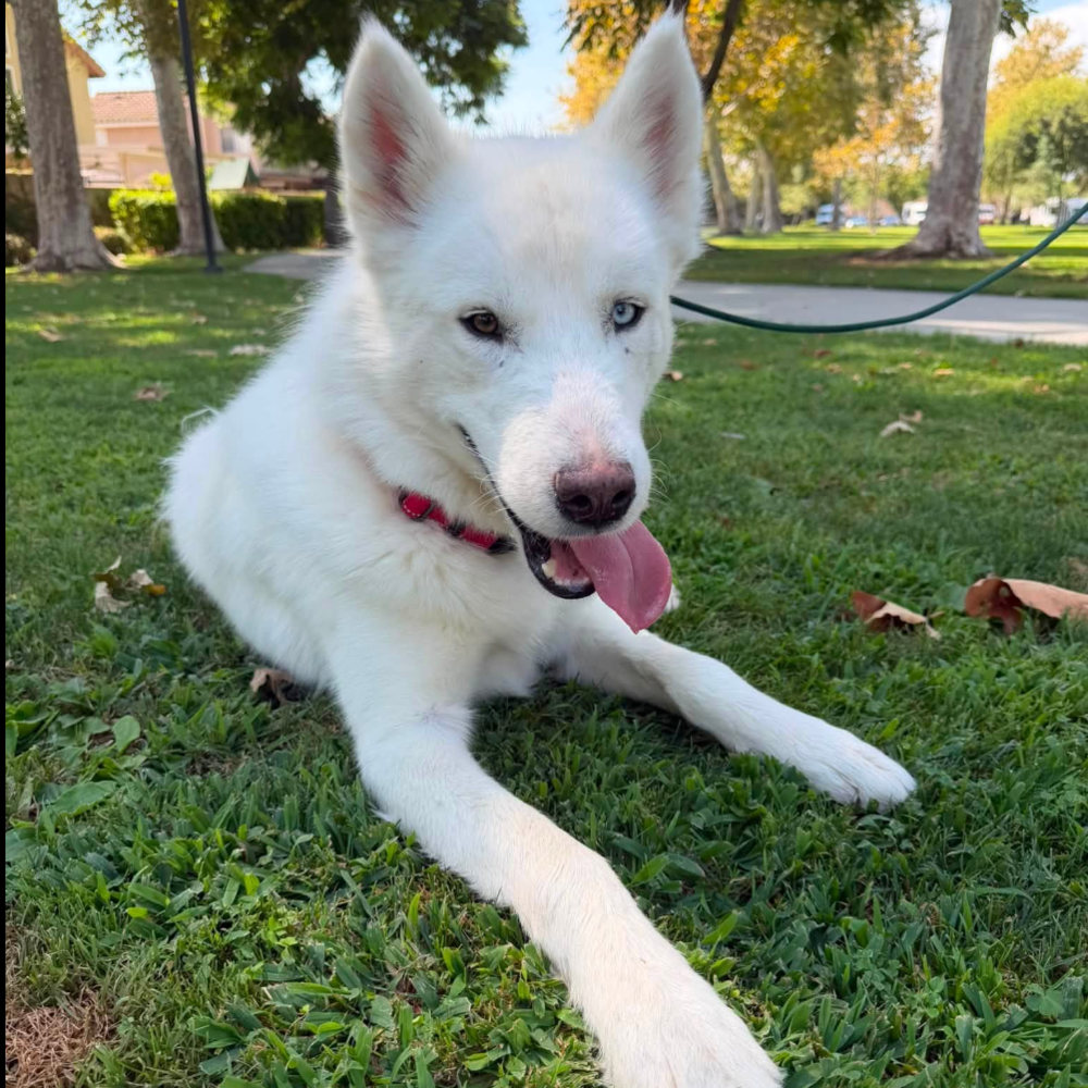 Jett