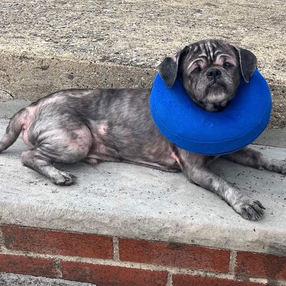 Stimpy